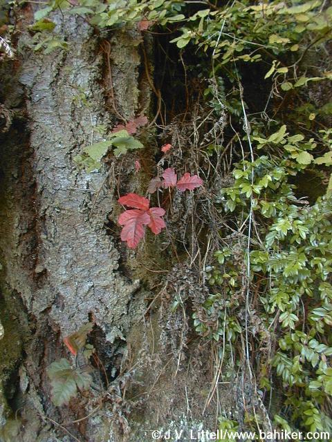 Poison oak photo