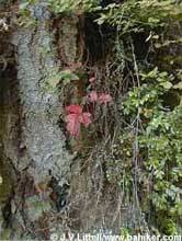 Poison oak photo