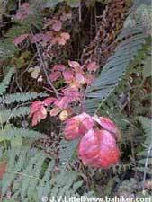Poison oak photo