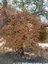 Poison oak photo