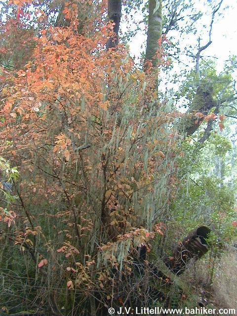 Poison oak photo