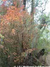 Poison oak photo