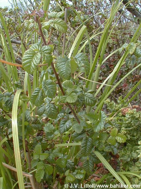Poison oak photo