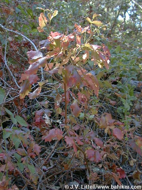 Poison oak photo