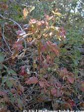 Poison oak photo